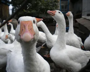 Funny Goose Looking At Camera Wallpaper