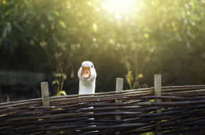Funny Goose Peeking Above Fence Wallpaper