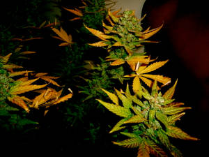 Funny Green Orange Weed Wallpaper