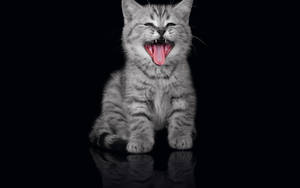 Funny Grey Cool Cat Wallpaper