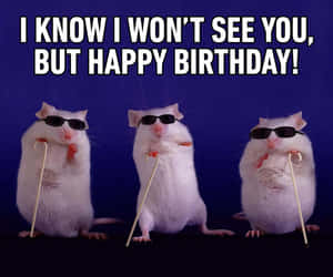 Funny Hamsters Celebrating Birthday Wallpaper