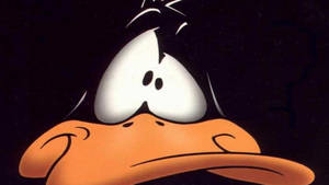 Funny Look Of Daffy Duck Wallpaper