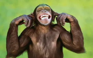 Funny Monkey Blocking Ears Wallpaper