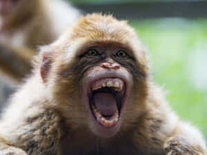 Funny Monkey Meme Wallpaper
