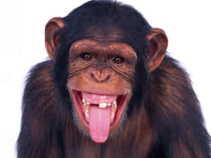 Funny Monkey Meme Face Wallpaper