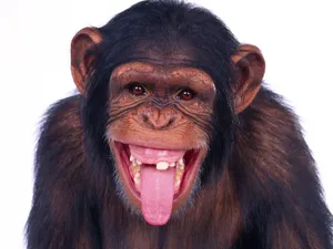 Funny Monkey Meme Face Wallpaper