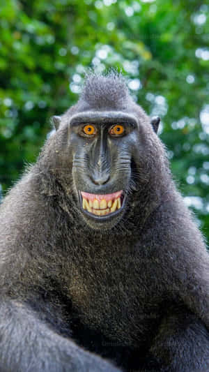 Funny Monkey Smile Meme Wallpaper