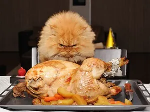 Funny Thanksgiving Angry Cat Wallpaper