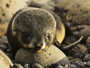 Fur Seal Pup Restingon Rocks Wallpaper