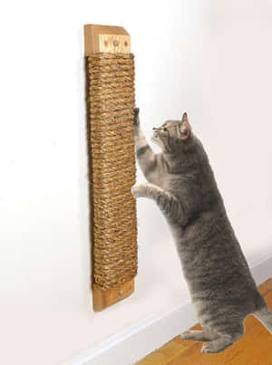 Furry Cat Clawing A Scratching Post Wallpaper