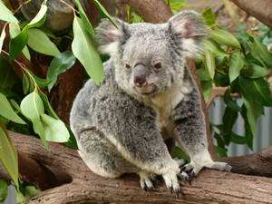 Furry Koala Bear Wallpaper