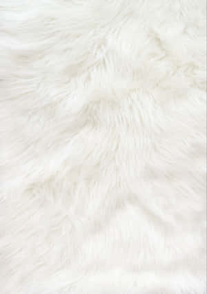 Fuzzy White Fur Wallpaper