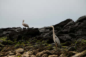 Galapagos Birdson Volcanic Rocks Wallpaper