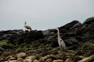 Galapagos Birdson Volcanic Rocks Wallpaper