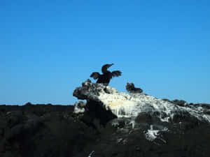 Galapagos Cormorant Spreading Wings Wallpaper