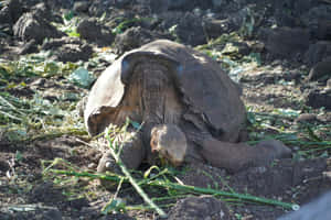 Galapagos_ Giant_ Tortoise_ Resting.jpg Wallpaper