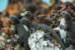 Galapagos Marine Iguanas Resting Wallpaper