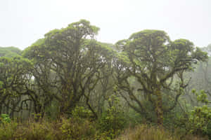 Galapagos_ Misty_ Forest_ Scene Wallpaper