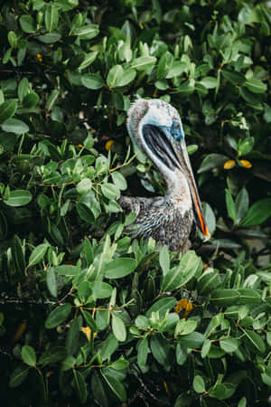 Galapagos Pelicanin Greenery Wallpaper