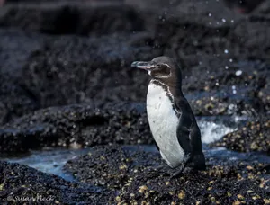 Galapagos Penguin On Rocks Wallpaper