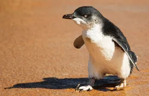 Galapagos Penguin On Sand Wallpaper
