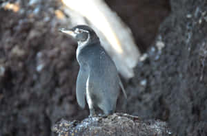 Galapagos Penguin Restingon Rock Wallpaper
