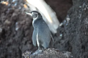 Galapagos Penguin Restingon Rock Wallpaper