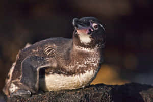Galapagos Penguin Restingon Rock Wallpaper