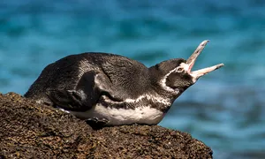 Galapagos Penguin Restingon Rock Wallpaper