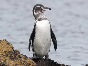 Galapagos Penguin Standingon Rock Wallpaper