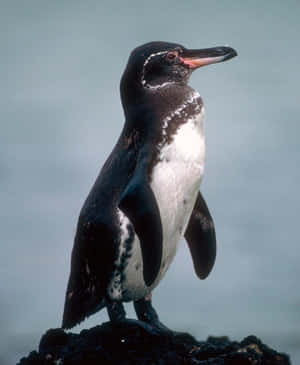 Galapagos Penguin Standingon Rock Wallpaper