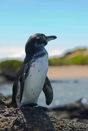 Galapagos Penguin Standingon Rock Wallpaper