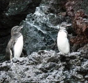 Galapagos Penguinson Volcanic Rocks Wallpaper