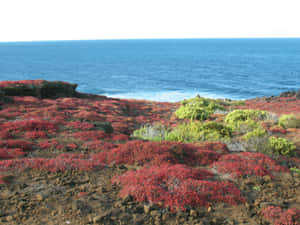 Galapagos_ Red_ Plant_ Coverage_ Coastline Wallpaper