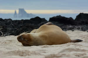 Galapagos Sea Lion Restingon Beach Wallpaper