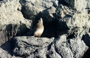 Galapagos Sea Lionon Volcanic Rocks Wallpaper