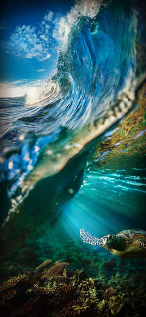 Galapagos Sea Turtle Under Wave Wallpaper