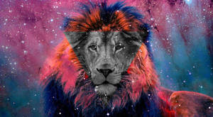 Galaxy Lion Digital Art Wallpaper