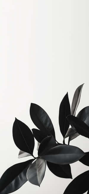 Galaxy S25 Elegant Wallpaper Wallpaper