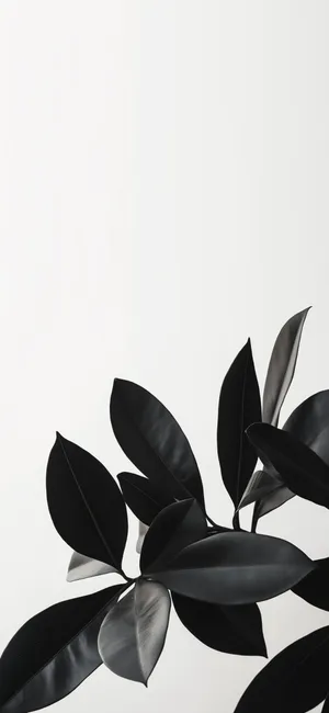 Galaxy S25 Elegant Wallpaper Wallpaper