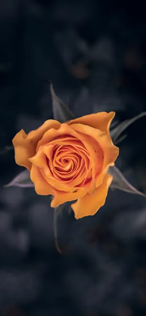 Galaxy S25 Macro Photography Wallpaper