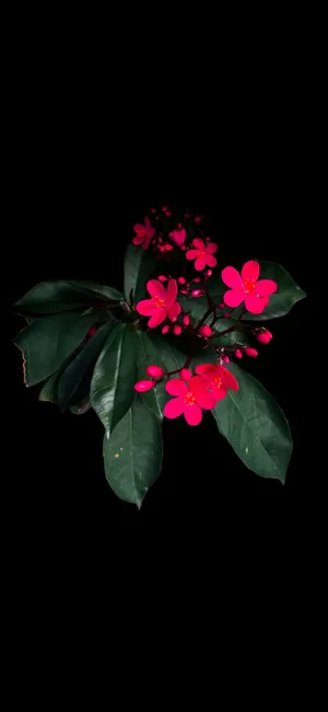 Galaxy S25 Macro Photography Wallpaper