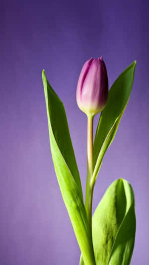 Galaxy S25 Ultra Macro Photography Wallpaper