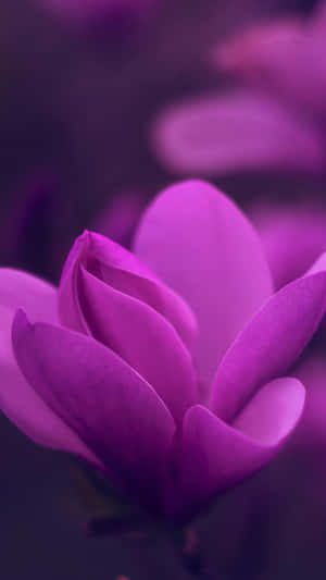 Galaxy S25 Ultra Macro Photography Wallpaper