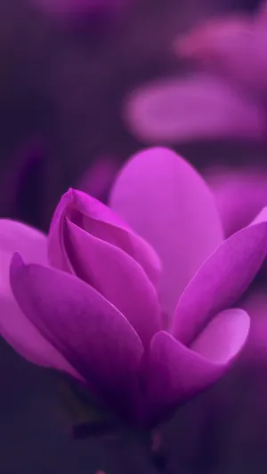 Galaxy S25 Ultra Macro Photography Wallpaper