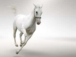 Galloping White Horse Wallpaper