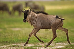 Galloping Wildebeestin Grassland.jpg Wallpaper