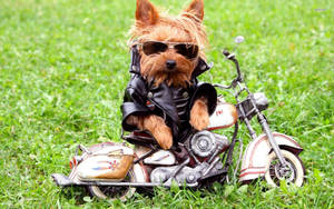 Gangster Yorkie Puppy Wallpaper