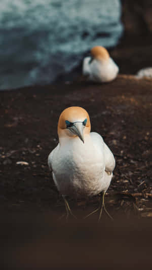 Gannet Glance Seabird Photography Wallpaper