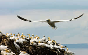 Gannet In Flight Over Colony.jpg Wallpaper